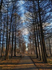 Road amidst bare trees in forest