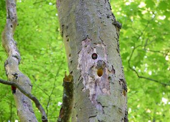 Close-up of lizard on tree trunk in forest