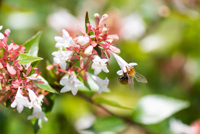 Close-up of bee on flowers