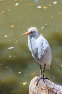 Close-up of bird perching on rock