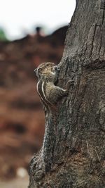 Close-up of tree trunk