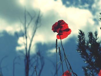 Low angle view of red flower blooming against sky