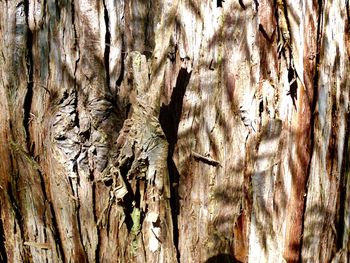 Full frame shot of tree trunk