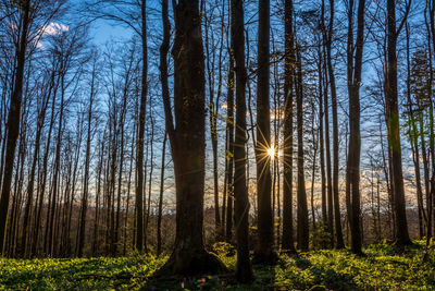 Sun shining through trees in forest