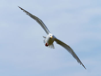Low angle view of gull flying in sky