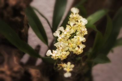 Close-up of white flowers