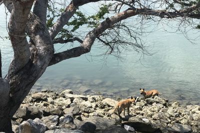 View of dead tree on rock against lake