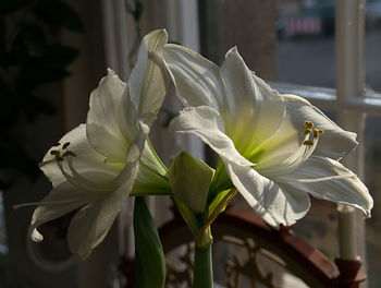 Close-up of white lily on plant