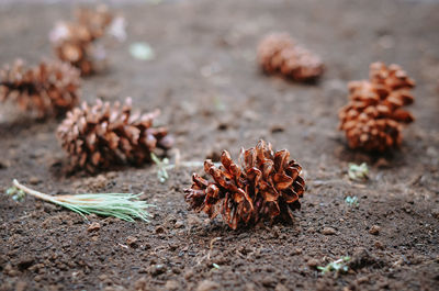 Close-up of pine cone on field