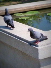 Close-up of birds