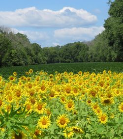 Yellow flowers blooming on field against sky