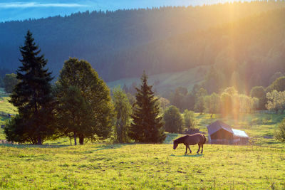 Horses in a field