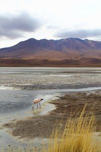 Panoramic view of lagoon laguna de canapa with flamingo at uyuni in bolivia,south america