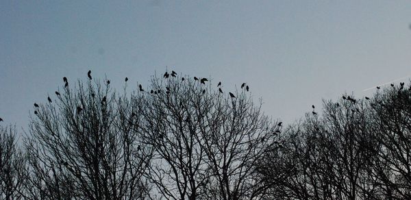 Low angle view of bare tree against clear sky