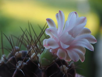 Close-up of white flowering plant