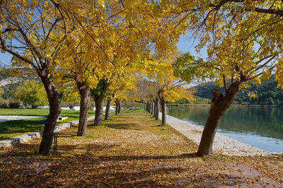 Trees in park during autumn