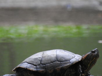 Close-up of tortoise