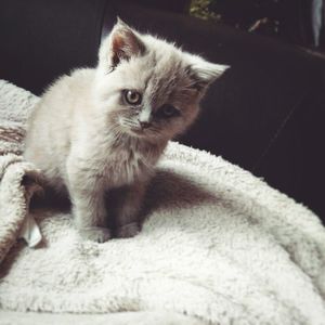 Portrait of kitten sitting on floor