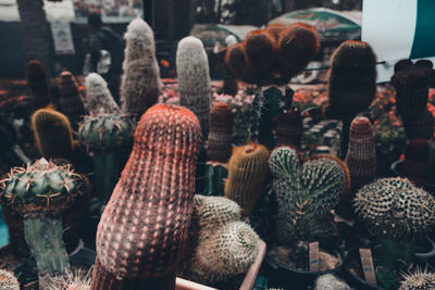 Close-up of cactus for sale