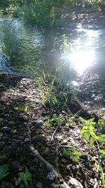 Plants growing in water