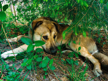 Close-up of dog on field