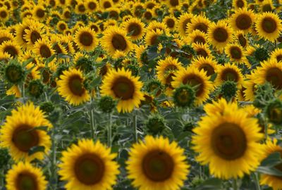 Full frame shot of sunflowers