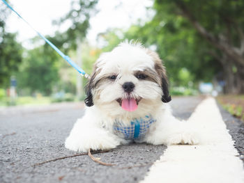 Tired shih tzu puppy with hanging tongue take break while walking on sidewalk of the park.