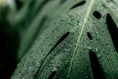 Close-up of raindrops on leaves