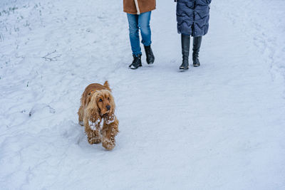 Unrecognizable couple walking red english cocker spaniel in winter.