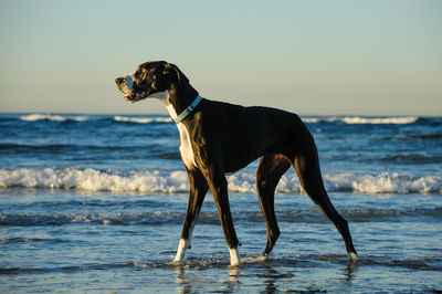 Dog on beach by sea against sky