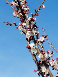 Low angle view of cherry blossoms in spring