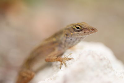 Close-up of lizard