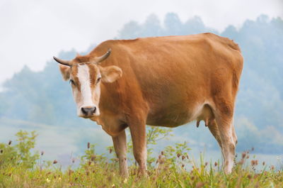 Cow standing in a field