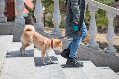 Low section of man with dogs walking on street