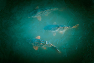 Fish swimming in sea