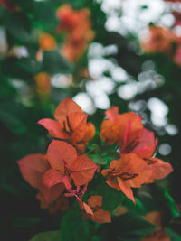 Close-up of flowers blooming outdoors