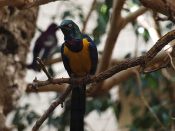 Close-up of bird perching on branch