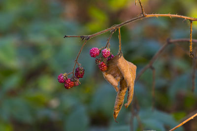 Close-up of red berries on plant