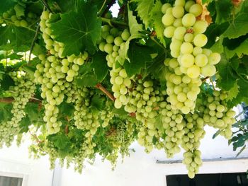 Low angle view of grapes hanging on vine