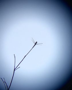 Low angle view of bird perching against clear sky