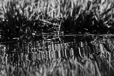 Full frame shot of wet plants in lake