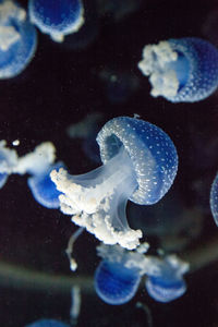 Close-up of jellyfish swimming in sea