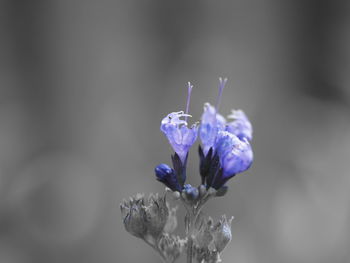 Close-up of honey bee on purple flower