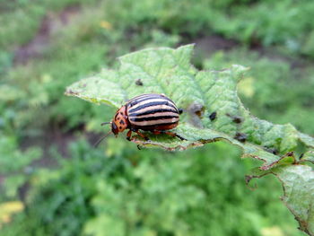 Close-up of colorado potato beetle on leaf