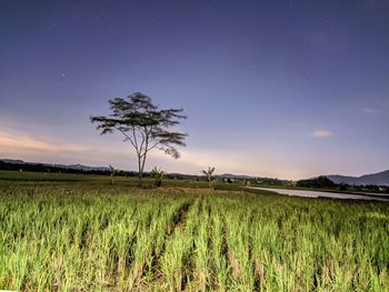 Scenic view of field against sky at night