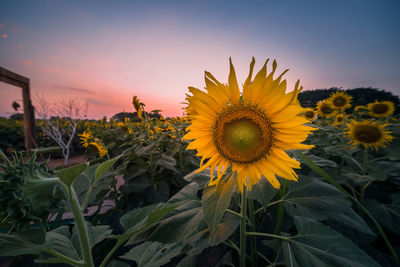 Close-up of sunflower on field against sky during sunset