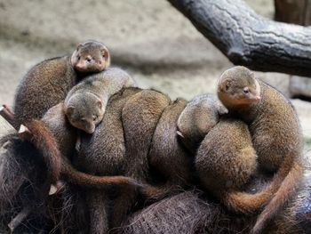 Close-up of monkey sitting outdoors