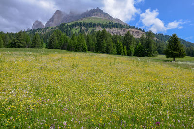 Scenic view of field against sky