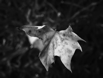 Close-up of leaves