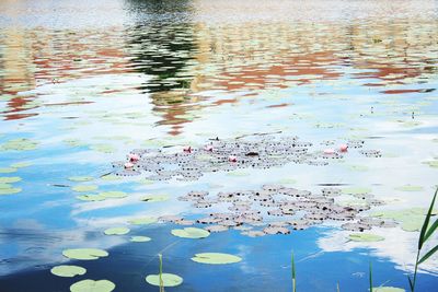 High angle view of flowers in lake